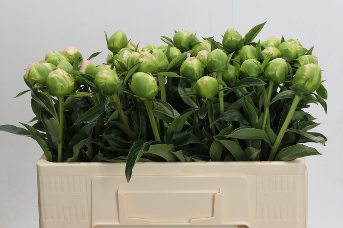 <h4>Paeonia lactiflora 'Miss America'</h4>