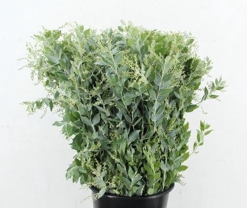 <h4>ACACIA MIMOSA DENIS BODEN 200GR</h4>