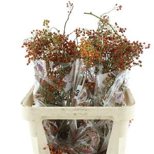 Rosa Corallo Orange Red