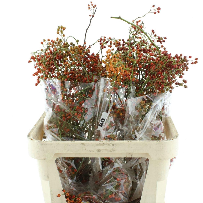 <h4>Rosa Corallo Orange Red</h4>