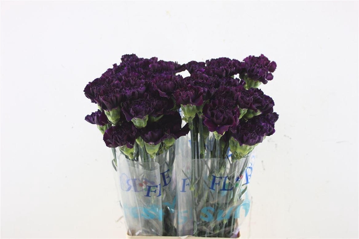 <h4>Di St Yukari Violet</h4>