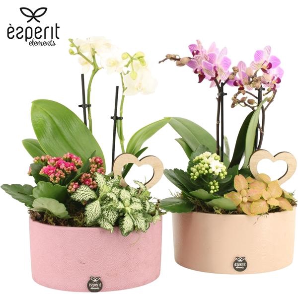 <h4>Arrangementen kamerplanten H%</h4>