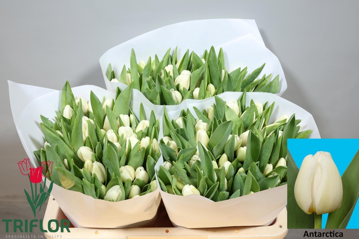 <h4>TU EN ANTARCTICA</h4>