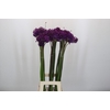 Allium Purple Sensation