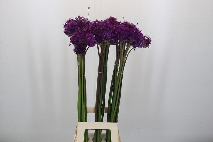<h4>Allium Purple Sensation</h4>