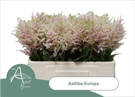 Astilbe Europa Roze