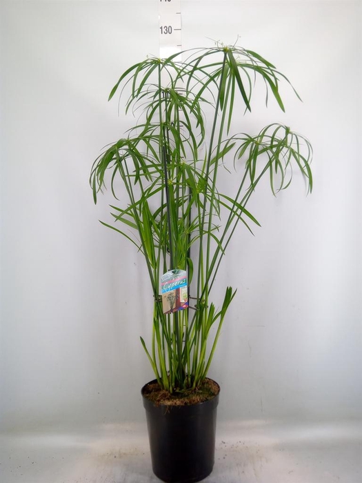 <h4>Cyperus   ...</h4>