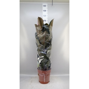 Ficus elastica 'Abidjan'