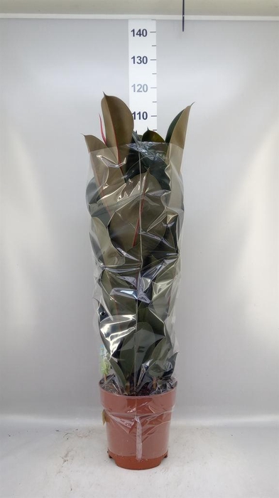 <h4>Ficus elastica 'Abidjan'</h4>