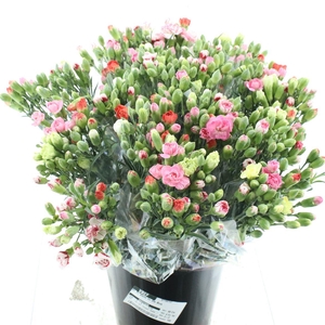 Di Tr Gem In De Bos 8 Stems In A Bunch