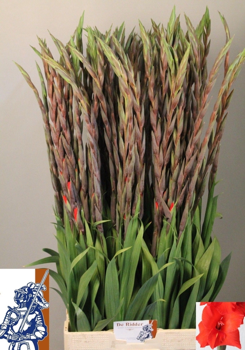 <h4>GLAD GR BUNGA</h4>