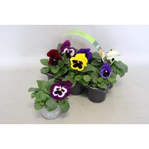 Viola wittrockiana sixpack F1 Gemengd in sixpack