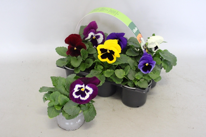 <h4>Viola wittrockiana sixpack F1 Gemengd in sixpack</h4>