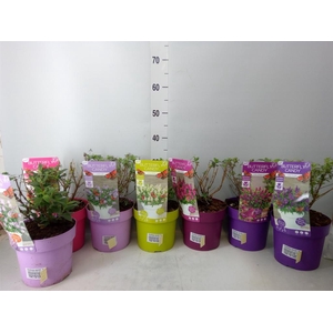 Buddleja davidii 'Butterf C'  ..mix