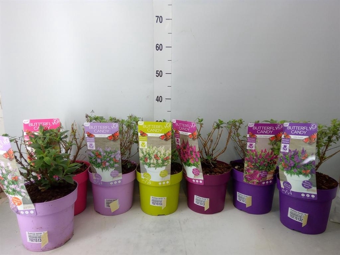 <h4>Buddleja davidii 'Butterf C'  ..mix</h4>