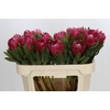 Protea Brenda