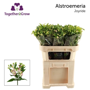 ALST FL JOY RIDE Rek