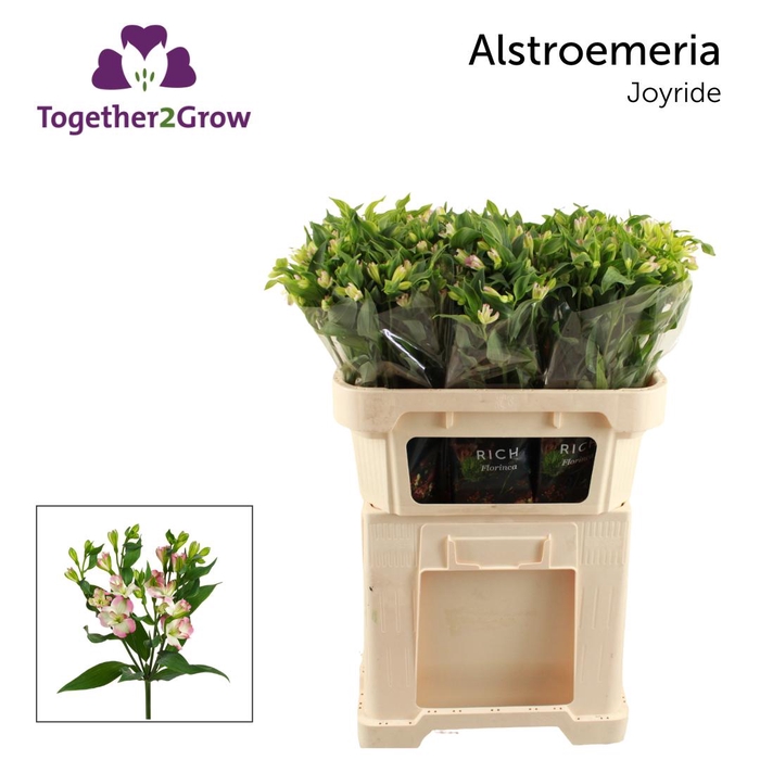 <h4>ALST FL JOY RIDE Rek</h4>