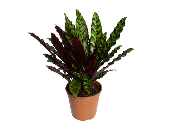 <h4>CALATHEA INSIGNIS P19</h4>