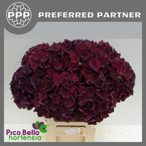 Hydrangea mag ruby red purple