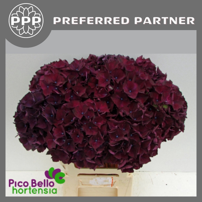 <h4>Hydrangea mag ruby red purple</h4>