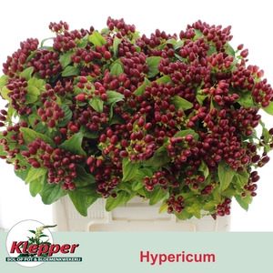 HYP EXCELL FLAIR