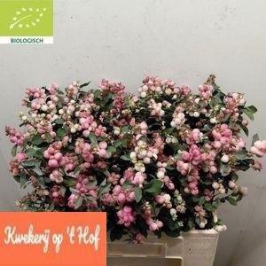 <h4>Sympho Mag Ruby Fall</h4>