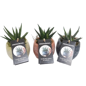 Arr.   Kamerplant Groen L%