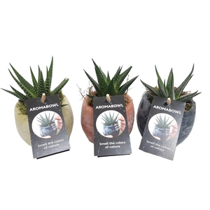 Arr.   Kamerplant Groen L%