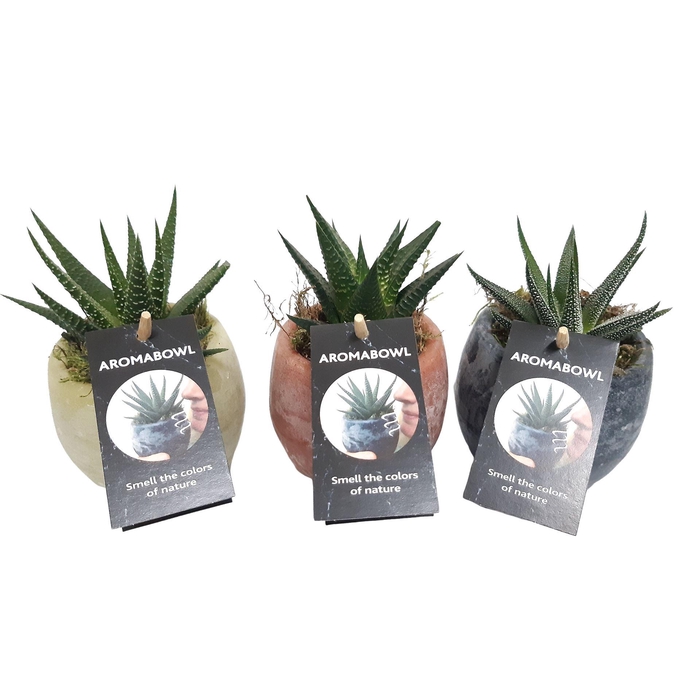 <h4>Arr.   Kamerplant Groen L%</h4>
