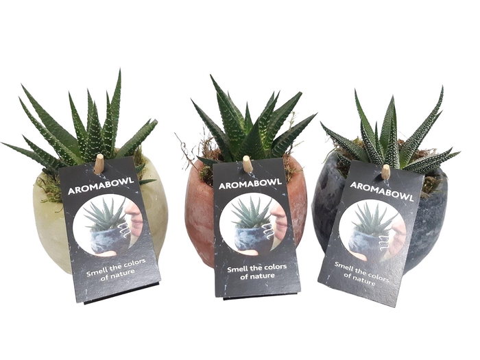 Arr.   Kamerplant Groen L%