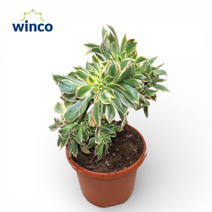 <h4>Aeonium Sunburst Cristata</h4>