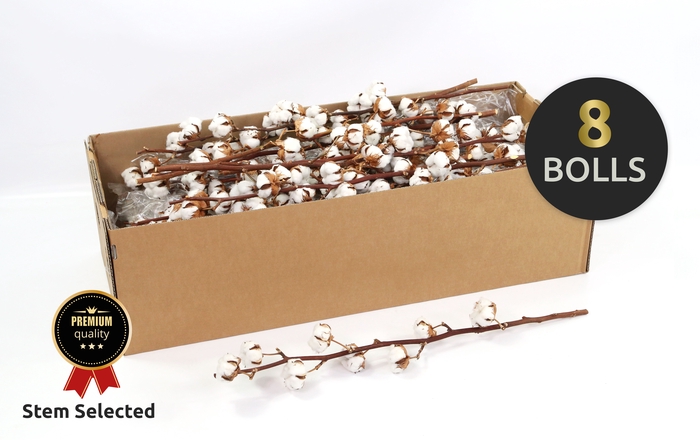Dried Cotton Gossypium Premium
