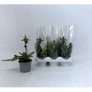Paphiopedilum overig