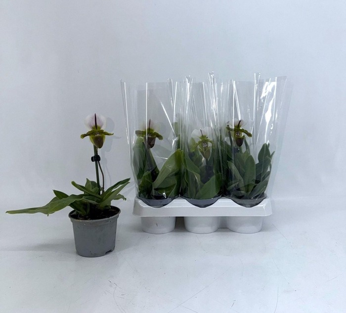 <h4>Paphiopedilum overig</h4>