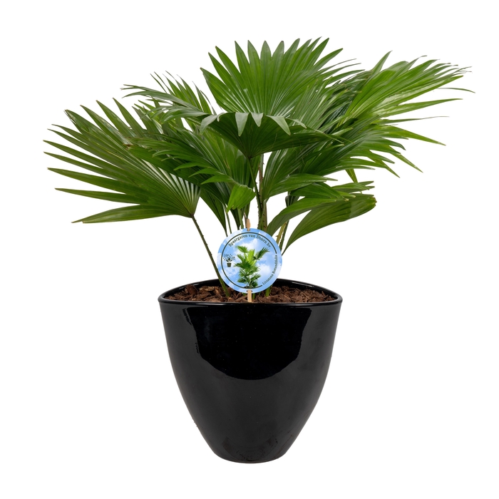 <h4>Livistona in avani black pot Disk etiket Lucht Zuiverend</h4>