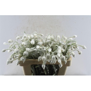 Kaaps Everlasting White