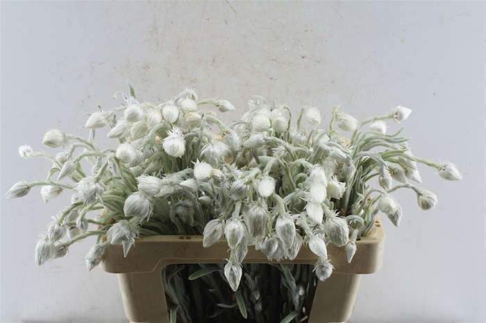 <h4>Kaaps Everlasting White</h4>