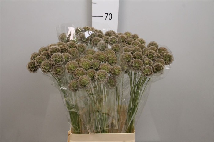 Scabiosa Stellata Zd