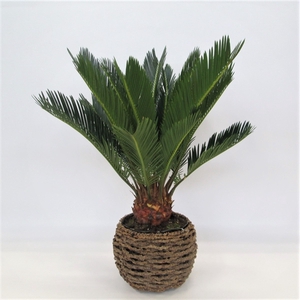 Cycas in gevlochten caryota pot