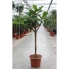 Ficus Lyrata stam