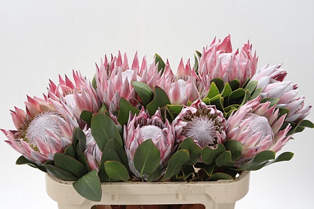 Protea King Grande