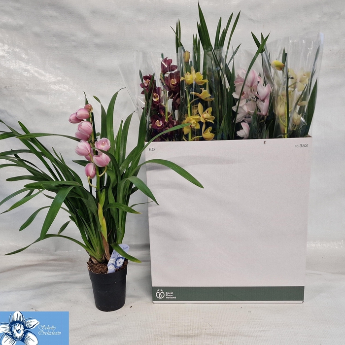 <h4>CYMB GEMENGD</h4>