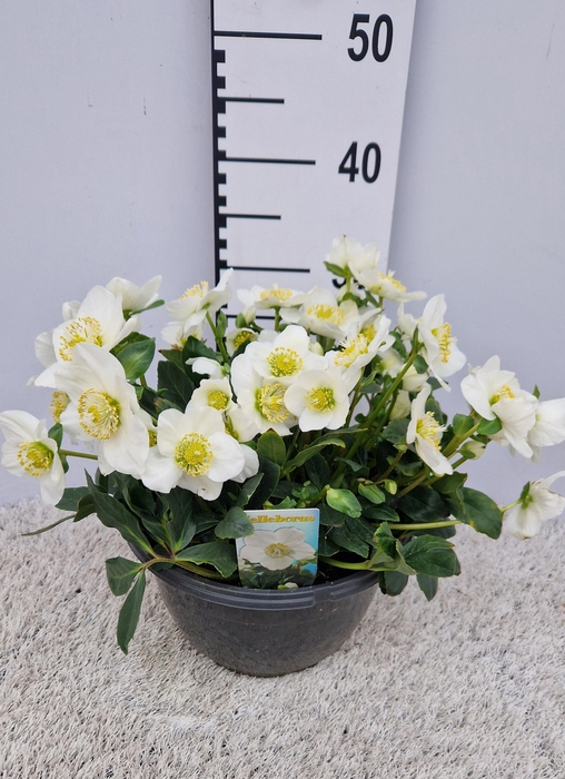 <h4>Hell Ni Hgc Wintergo</h4>