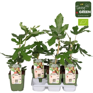 Ficus carica