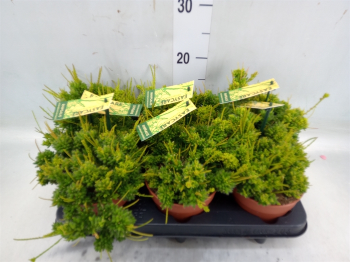 <h4>Rhipsalis mesembryanthemoides</h4>