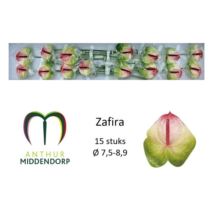 <h4>Anth A Zafira</h4>