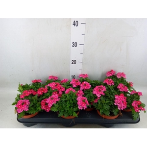 Verbena  'Magelana Magic Rose'