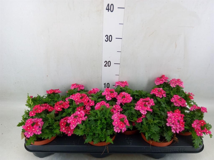 <h4>Verbena  'Magelana Magic Rose'</h4>