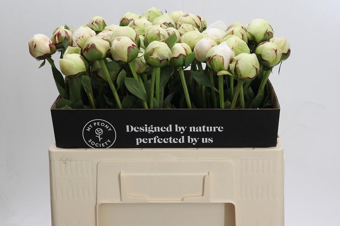 <h4>Paeonia Odile</h4>